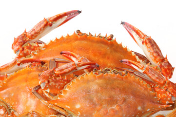 steamed crab on white background