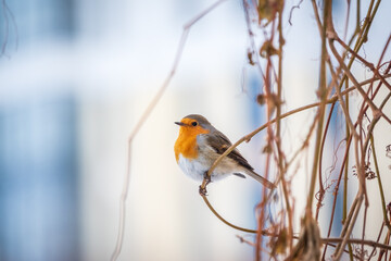 Cute bird the European Robin, Erithacus rubecula. sitting on the tree branch in winter.