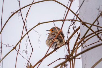 Cute bird the European Robin, Erithacus rubecula. sitting on the tree branch in winter.