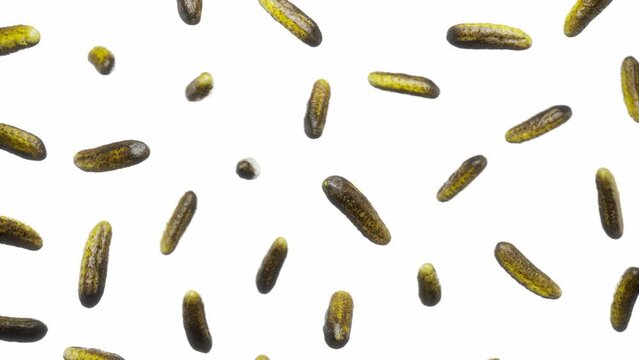 Looping animation featuring a cloud of Pickles floating in place on a featureless white background.
