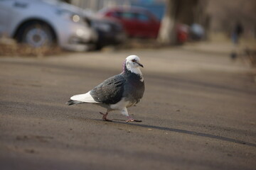 Pigeon on the footpath 