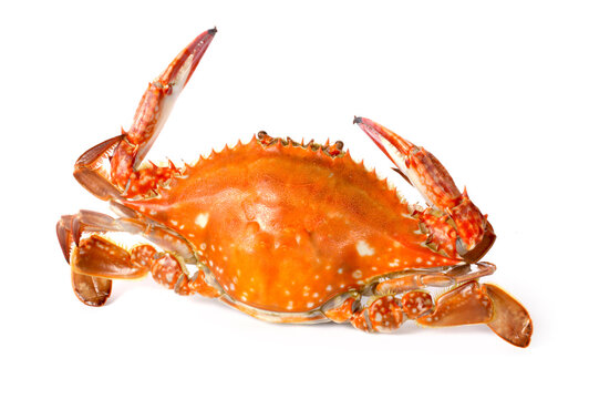 steamed crab on white background