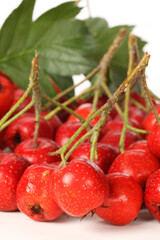 Hawthorn on white background