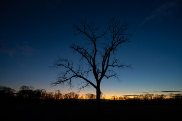 Fototapeta na wymiar tree silhouette at sunrise in winter
