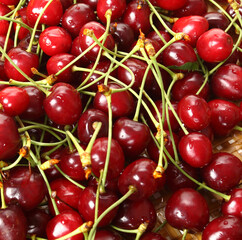 Cherry white background.