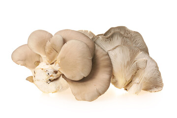 oyster mushroom on white background