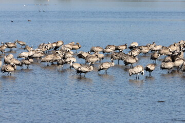 A large flock of cranes winters on a lake in northern Israel.