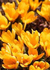 Yellow crocus flower petals. Macro flowers backdrop for holiday brand design