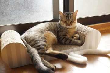 お昼寝をする猫