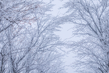Fototapeta na wymiar Background of tree branches covered with frost. Landscape of nature with fog and white snow