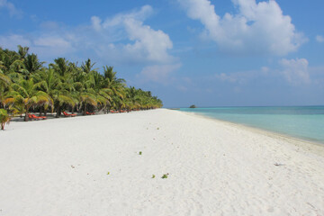 beach with coconut palm trees
