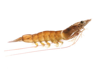 Shrimp on white background.