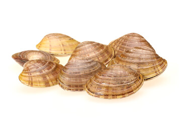 Clams on white background