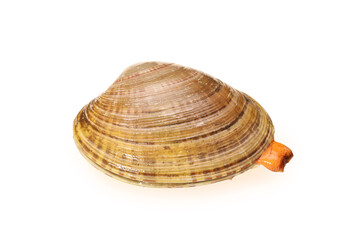 Clams on white background