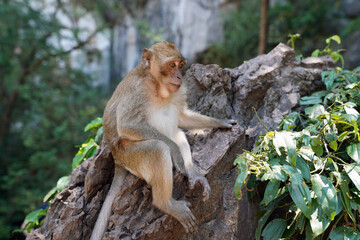 A macaque monkey is sitting on the corner of a stone