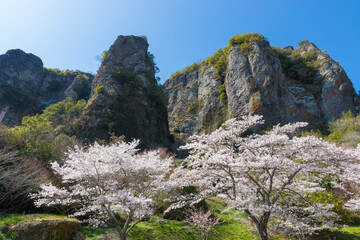 大分県宇佐市の仙の岩と桜