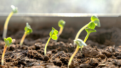 Melon seedlings in a tray, Sprouted seedlings are planted on black tray in the greenhouse.