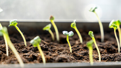 Melon seedlings in a tray, Sprouted seedlings are planted on black tray in the greenhouse.