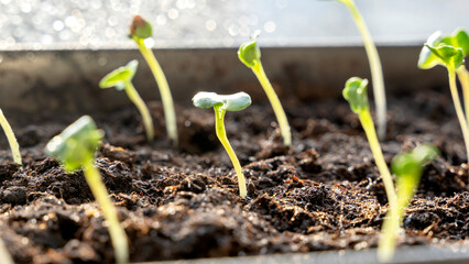 Melon seedlings in a tray, Sprouted seedlings are planted on black tray in the greenhouse.