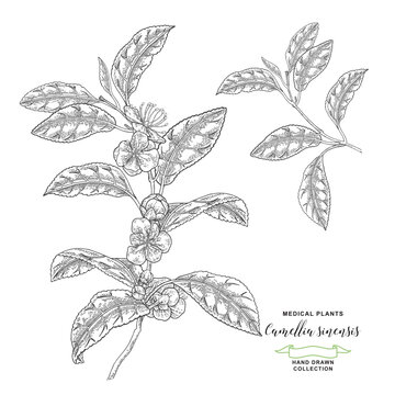Camellia sinensis plant. Tea flowers and leaves isolated on white background. Vector illustration. Hand drawn style.