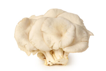 oyster mushroom on white background