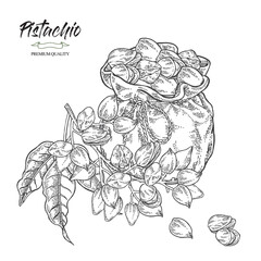 Pistachios in sack. Pistachio tree branch with leaves and nuts. Vector illustration. Hand drawn sketch style.