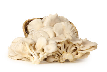 oyster mushroom on white background