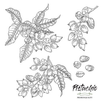 Pistachio branches with nuts and leaves. Hand drawn pistachios set. Vector illustration in vintage style