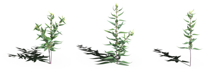 wild field grass, isolated on white background, 3D illustration, cg render