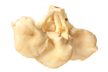 Fototapeta premium oyster mushroom on white background