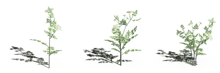 wild field grass, isolated on white background, 3D illustration, cg render