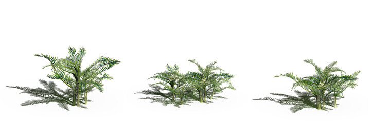 wild field grass, isolated on white background, 3D illustration, cg render