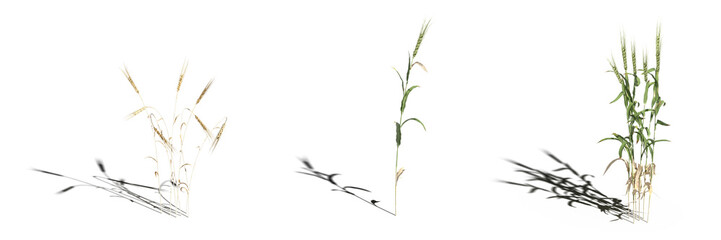wild field grass, isolated on white background, 3D illustration, cg render