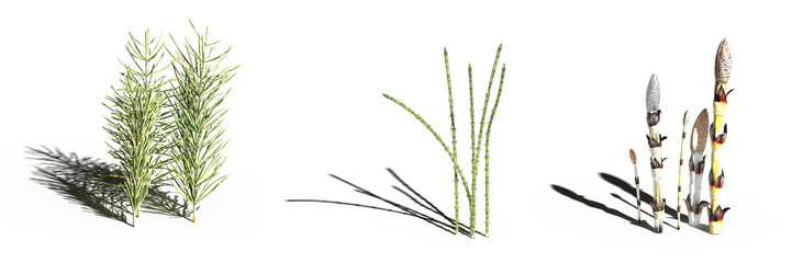 Fototapeta premium wild field grass, isolated on white background, 3D illustration, cg render