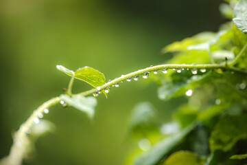 並んだ水滴明るめバック