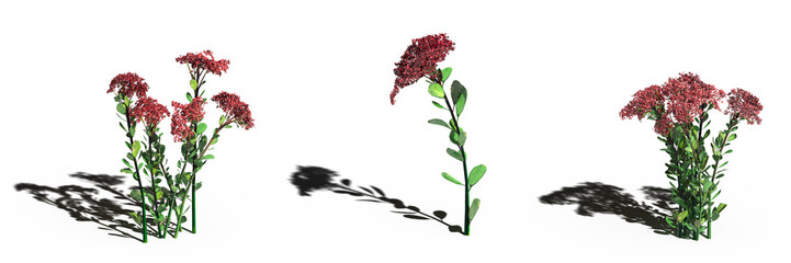 wild field grass, isolated on white background, 3D illustration, cg render