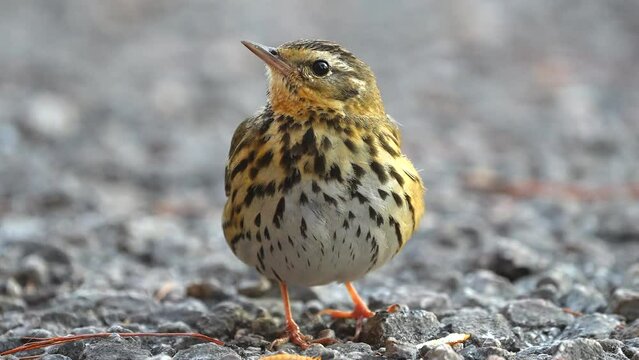 Olive-backed Pipit Anthus hodgsoni Beautiful Birds&nbsp;Small pipit with a greenish-brown back and heavily streaked breast and belly that is often seen in loose flocks or in pairs. 