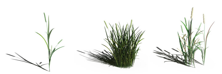 wild field grass, isolated on a transparent background, 3D illustration, cg render