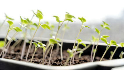 Melon seedlings in a tray, Sprouted seedlings are planted on black tray in the greenhouse.