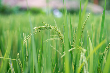 Green rice fields texture of ears close-up.