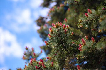 Spruce blossom. Small bright pink color young coniferous flowers or cones growing on fir-tree brushes