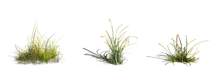 Obraz premium wild field grass, isolated on a transparent background, 3D illustration, cg render