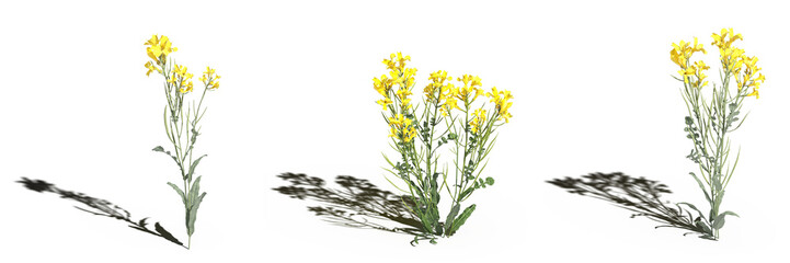 Fototapeta na wymiar wild field grass, isolated on a transparent background, 3D illustration, cg render