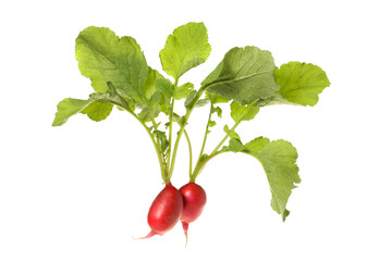 Fresh radishes isolated on white background 