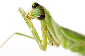 Green mantis isolated on a white background 