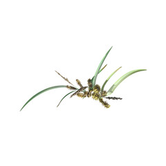 wild field grass, top view, isolated on white background, 3D illustration, cg render