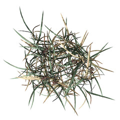 wild field grass, top view, isolated on white background, 3D illustration, cg render