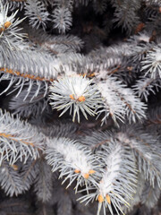 Branches of a blue spruce close-up. Prickly coniferous needles.
