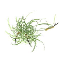 wild field grass, top view, isolated on a transparent background, 3D illustration, cg render