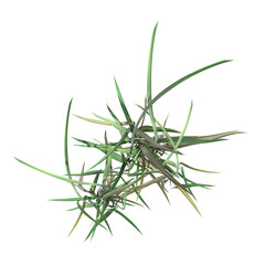 wild field grass, top view, isolated on a transparent background, 3D illustration, cg render